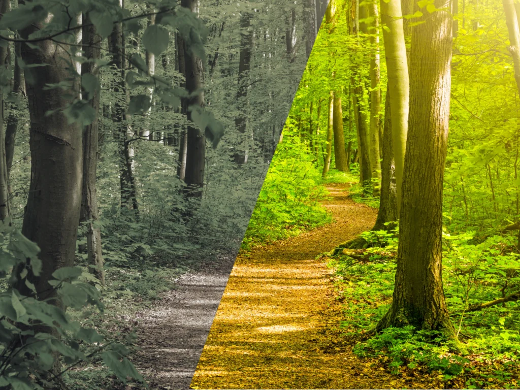 Ścieżka częściowo słoneczna, częściowo szara.